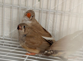 Pair of fawn and pied zebra finch