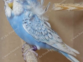 BONDED PAIR OF TAMED EXOTIC BUDGIES!!!