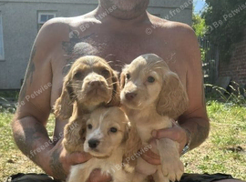 working cocker spaniel pups