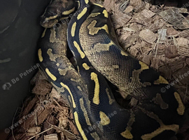 Royal Pythons