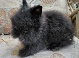 Beautiful dm lionheads last boy