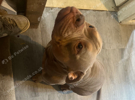 2 year old short bully