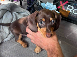 2 female dachshund pups for sale.