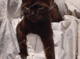 Ragdoll x Burmese Female