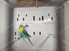 Blackwing budgie pair