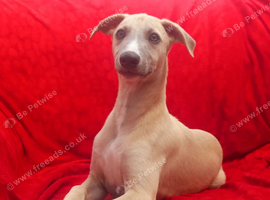 Two top quality KC registered fawn male pups available.