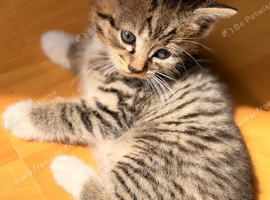 Two little tabby  kitten for sale