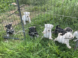 Miniature schnauzer puppies