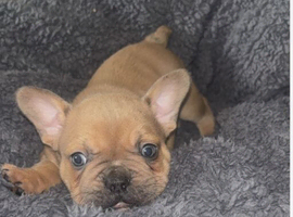 French bulldog puppies ready now