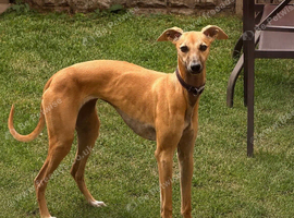 Whippet