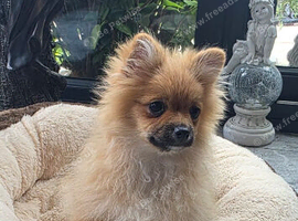 Last 2 Pomeranian puppies