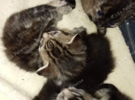 Mum cat and her kittens