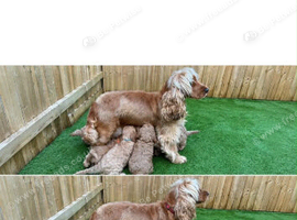F1 Cockapoo Puppies