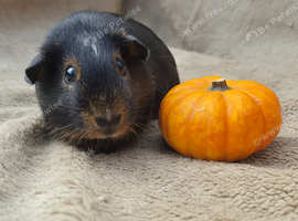 2 female baby guinea pigs 10 weeks old