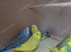 Budgies - Various Colours