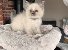 Beautiful Ragdoll Kittens Ready Now.