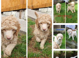 Standard poodle puppies kc registered