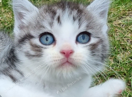 Persian x British Shorthair