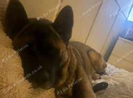 akita boy looking for his forever home