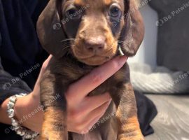Dachshund Puppies For Sale