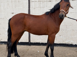 Connemara 4yr old unbroken gelding!