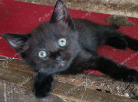 9 beautiful kittens from 2 queens