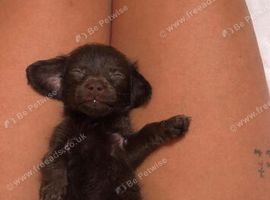 Male Jackapoo puppies