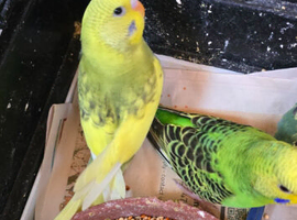 Baby budgies