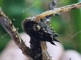 World's Heaviest Bugs!