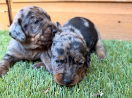 3 Beautiful minis!