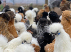 Mixed Silkies POL