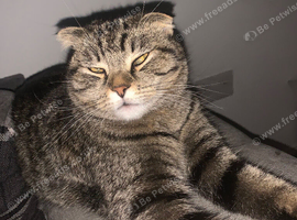 Beautiful Scottish fold