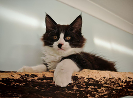 Stunning Maine Coon girl