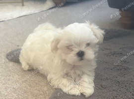 Maltese Korean Mini