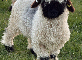 Absolutely Gorgeous Valais Blacknose Ram lambs