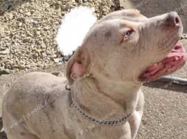 Champagne merle female bandog