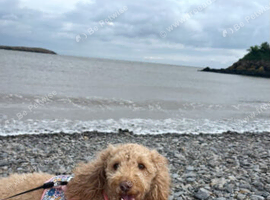 Cockapoo girl for sale 4 years old