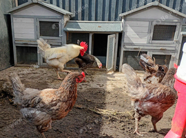 Chicken brood