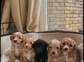 cockapoo f2 puppy&rsquo;s