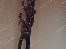 3x house geckos including setup