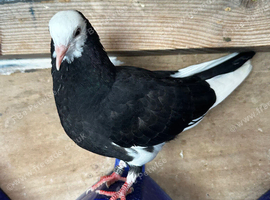 Mix strain rollers for sale young and old birds