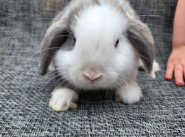 Mini lops for sale