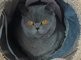 Full pedigree retired Queen