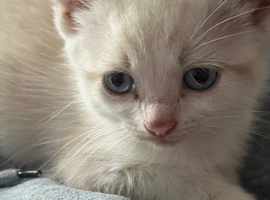 Beautiful blue eyed kitten