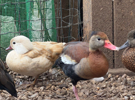 Black bellied / red billed whistling duck