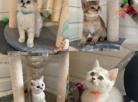 BSH Kittens Rare to UK Shaded colours