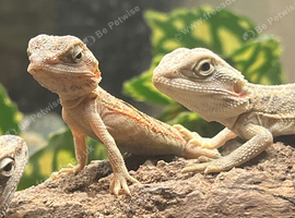 Baby bearded dragons