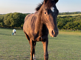 Chocolate spot Appaloosa colt yearling