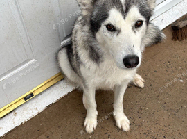 Dog for sale