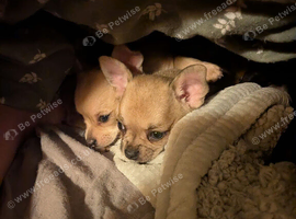 Chihuahua